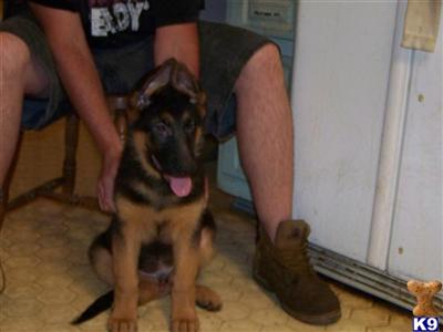German Shepherd Puppies in FL